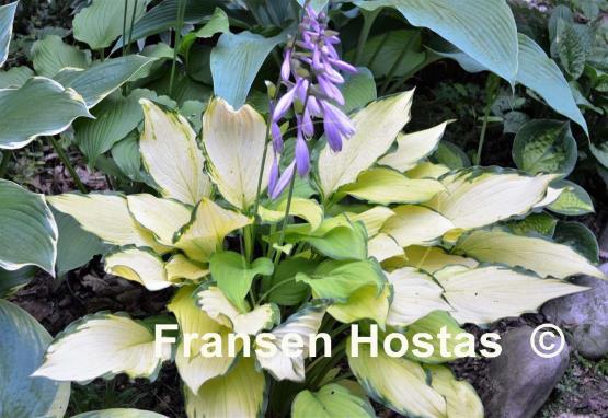 Hosta Lady Guinevere